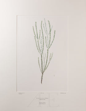 Banks Florilegium, Part 9, Plate 198