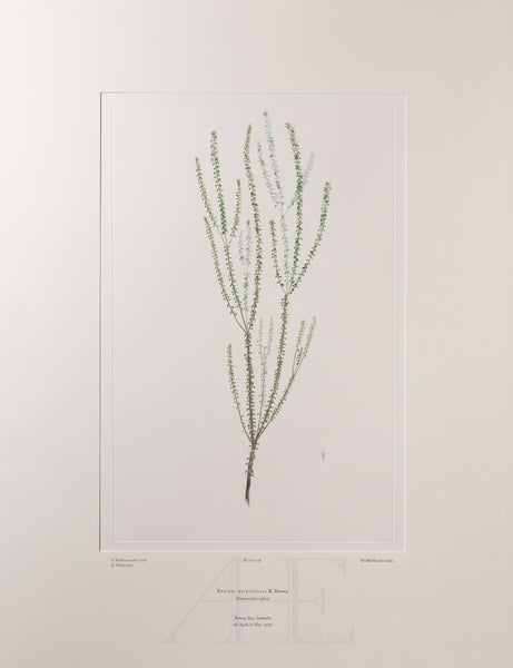 Banks Florilegium, Part 9, Plate 198