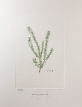 Banks Florilegium, Part 9, Plate 199