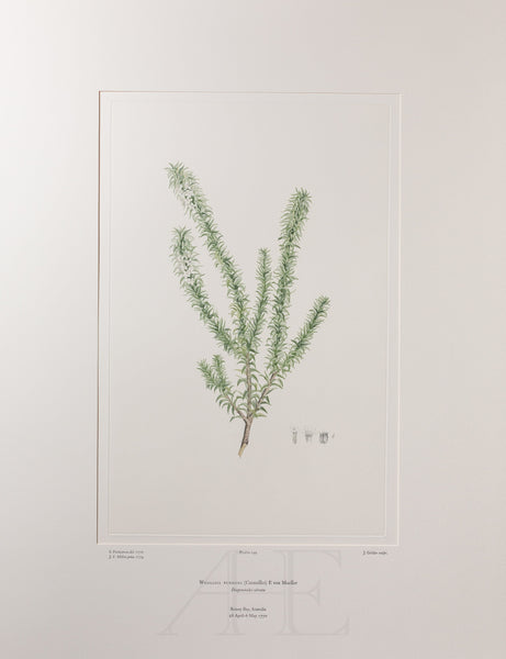 Banks Florilegium, Part 9, Plate 199