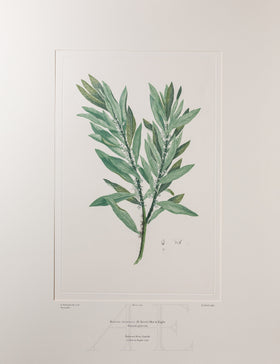 Banks Florilegium, Part 9, Plate 200