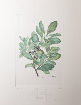 Banks Florilegium, Part 9, Plate 201