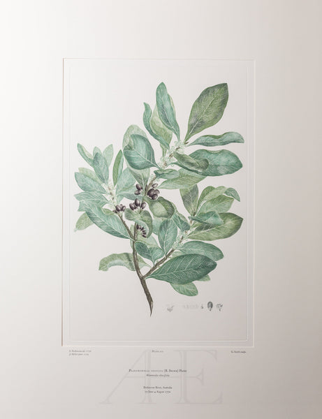 Banks Florilegium, Part 9, Plate 201