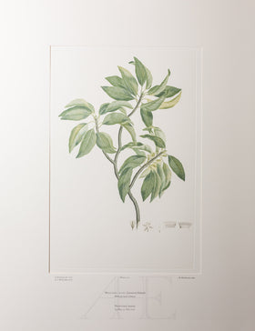 Banks Florilegium, Part 9, Plate 202