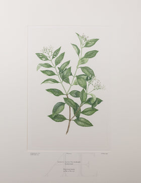 Banks Florilegium, Part 10, Plate 203
