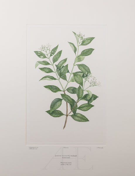 Banks Florilegium, Part 10, Plate 203