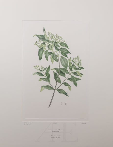 Banks Florilegium, Part 10, Plate 204