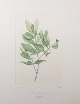 Banks Florilegium, Part 10, Plate 205