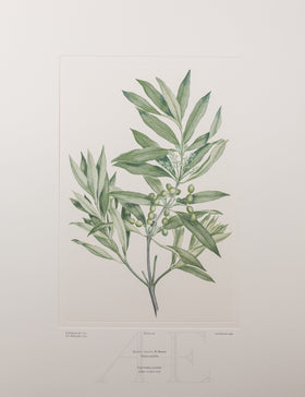 Banks Florilegium, Part 10, Plate 206