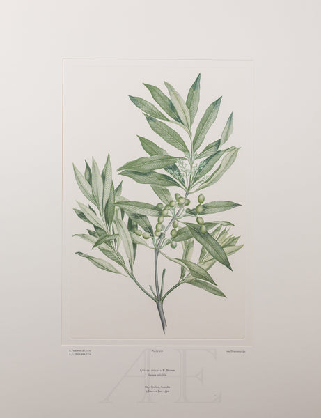 Banks Florilegium, Part 10, Plate 206