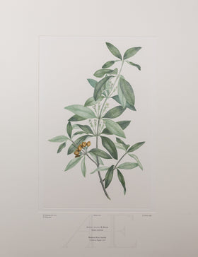 Banks Florilegium, Part 10, Plate 207