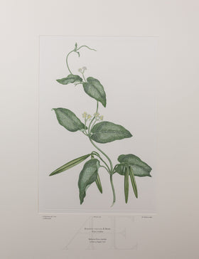 Banks Florilegium, Part 10, Plate 208