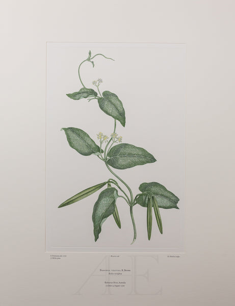 Banks Florilegium, Part 10, Plate 208