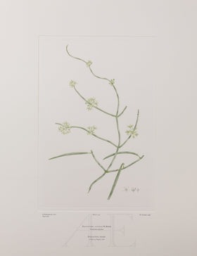 Banks Florilegium, Part 10, Plate 209
