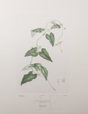 Banks Florilegium, Part 10, Plate 210