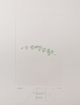 Banks Florilegium, Part 10, Plate 211