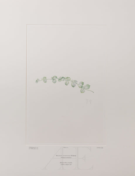 Banks Florilegium, Part 10, Plate 211