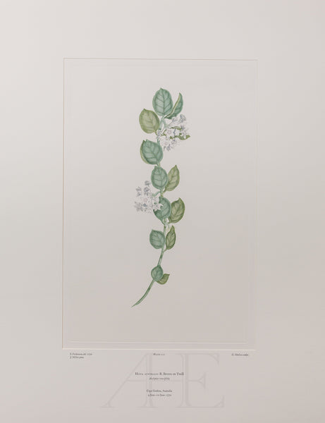 Banks Florilegium, Part 10, Plate 212