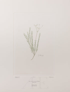 Banks Florilegium, Part 10, Plate 213