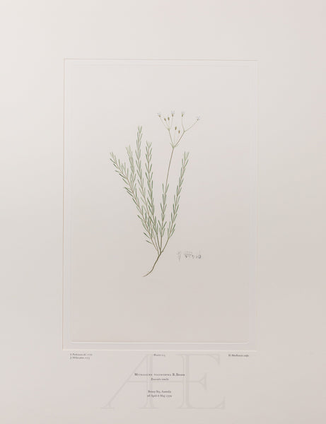 Banks Florilegium, Part 10, Plate 213