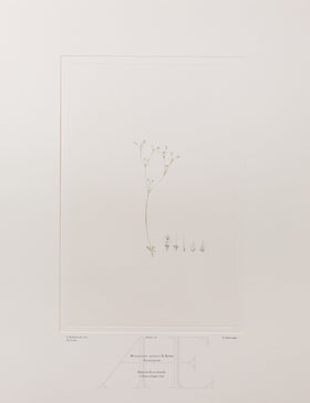 Banks Florilegium, Part 10, Plate 214