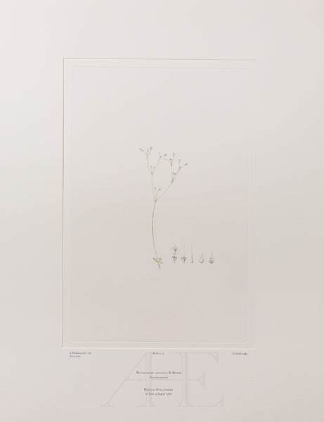 Banks Florilegium, Part 10, Plate 214