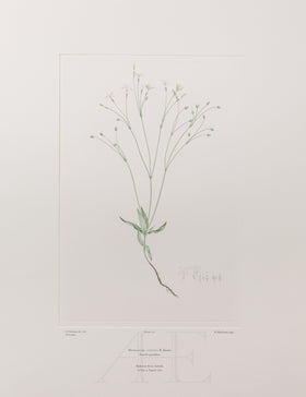 Banks Florilegium, Part 10, Plate 215