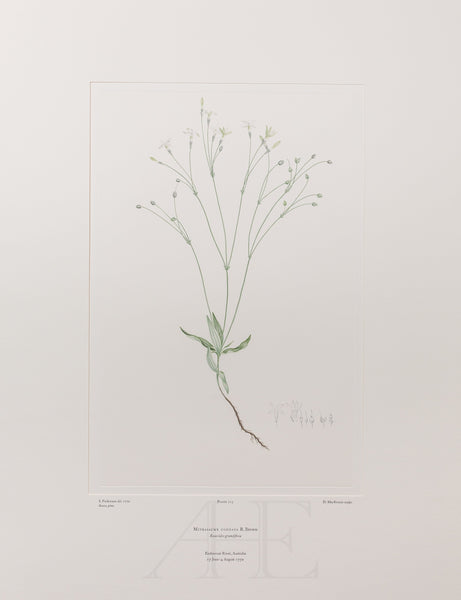 Banks Florilegium, Part 10, Plate 215