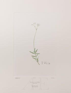 Banks Florilegium, Part 10, Plate 216