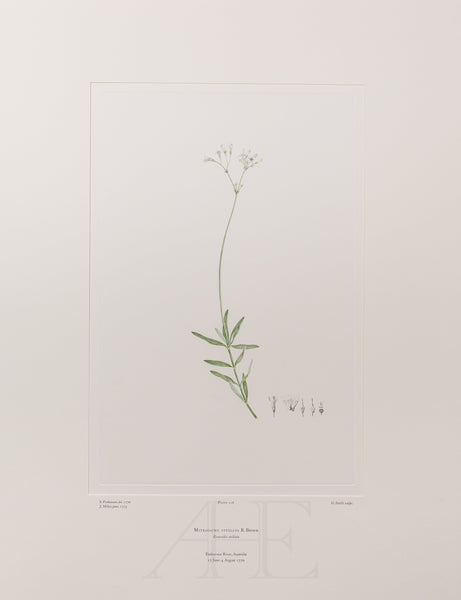 Banks Florilegium, Part 10, Plate 216