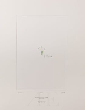 Banks Florilegium, Part 10, Plate 217