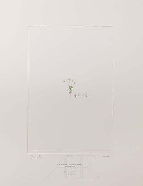 Banks Florilegium, Part 10, Plate 217