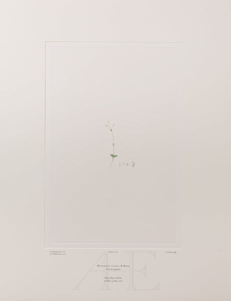 Banks Florilegium, Part 10, Plate 218