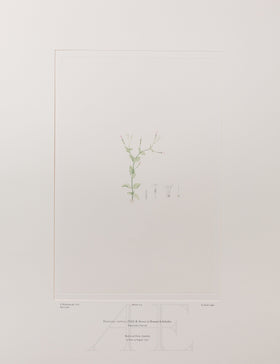 Banks Florilegium, Part 10, Plate 219