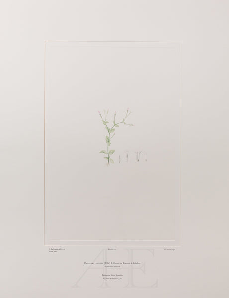 Banks Florilegium, Part 10, Plate 219