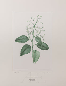 Banks Florilegium, Part 10, Plate 220