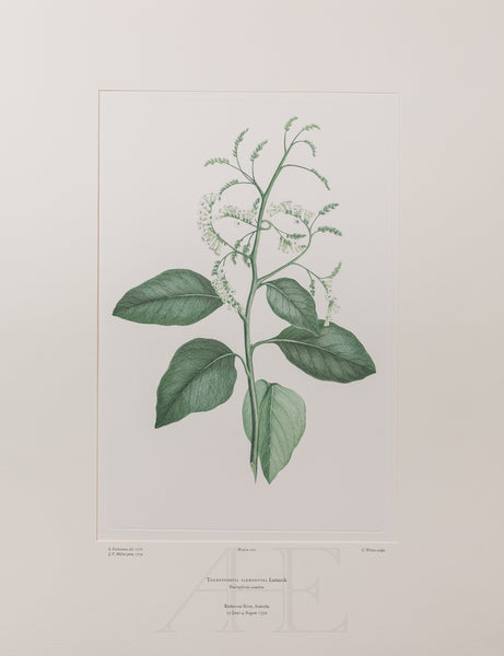 Banks Florilegium, Part 10, Plate 220