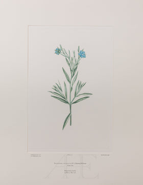 Banks Florilegium, Part 10, Plate 221