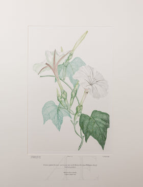Banks Florilegium, Part 10, Plate 222