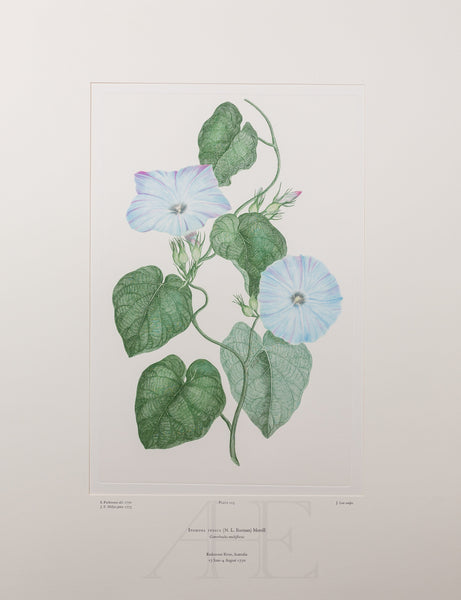 Banks Florilegium, Part 10, Plate 223