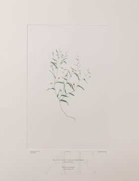 Banks Florilegium, Part 10, Plate 224