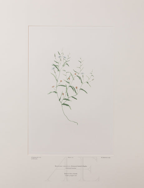 Banks Florilegium, Part 10, Plate 224