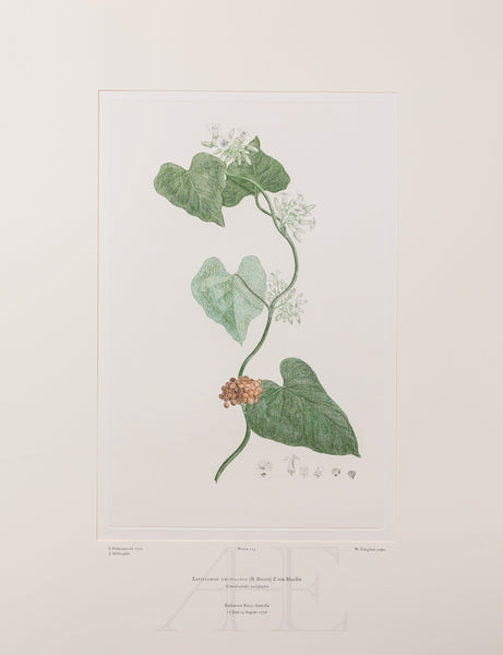 Banks Florilegium, Part 10, Plate 225