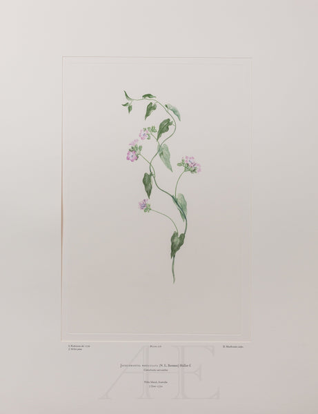 Banks Florilegium, Part 11, Plate 226