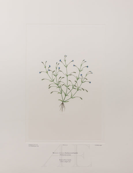 Banks Florilegium, Part 11, Plate 227