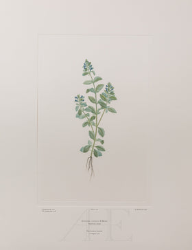 Banks Florilegium, Part 11, Plate 228