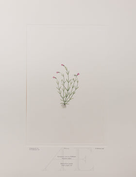 Banks Florilegium, Part 11, Plate 229