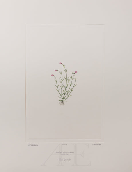 Banks Florilegium, Part 11, Plate 229