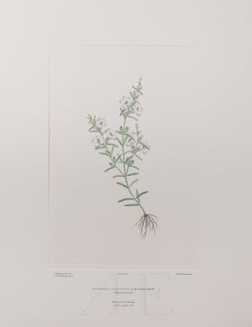 Banks Florilegium, Part 11, Plate 230