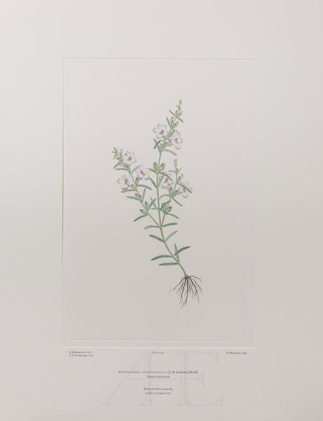 Banks Florilegium, Part 11, Plate 230